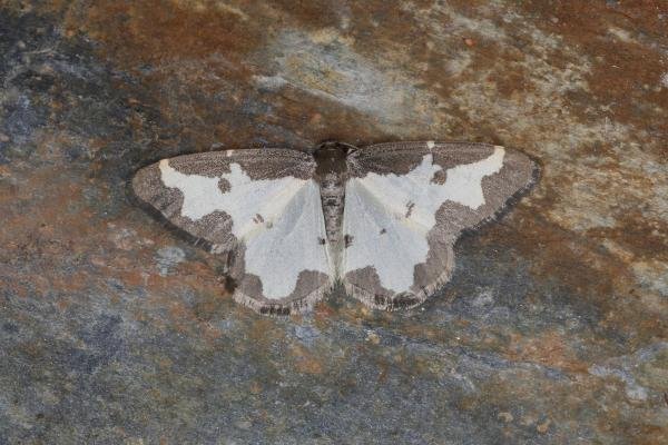 Clouded Border (Lomaspilis marginata), adult. Ouston, 06-07-2023. Copyright Verna Atkinson. Clouded Border (Lomaspilis marginata), adult. Ouston, 06-07-2023. Copyright Verna Atkinson.
