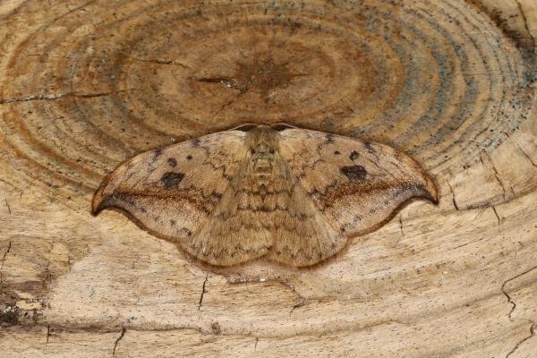 Pebble Hook-tip (Drepana falcataria), adult. Ouston, 17-08-2023. Copyright Verna Atkinson. Pebble Hook-tip (Drepana falcataria), adult. Ouston, 17-08-2023. Copyright Verna Atkinson.