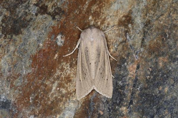Large Wainscot (Rhizedra lutosa), adult. Ouston, 21-09-2023. Copyright Verna Atkinson.