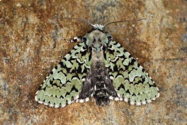 Merveille du Jour (Griposia aprilina), adult. Ouston, 21-09-2023. Copyright Verna Atkinson. Merveille du Jour (Griposia aprilina), adult. Ouston, 21-09-2023. Copyright Verna Atkinson.