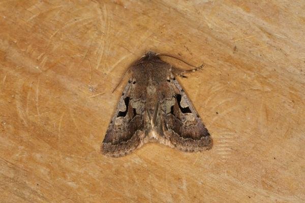 Hebrew Character (Orthosia gothica), adult. Ouston, 15-02-2024. Copyright Verna Atkinson. Hebrew Character (Orthosia gothica), adult. Ouston, 15-02-2024. Copyright Verna Atkinson.