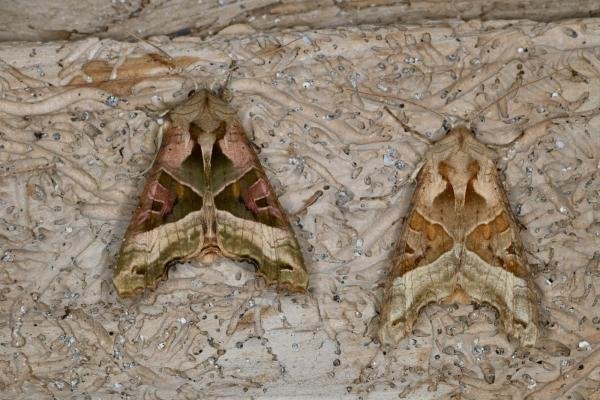 Angle Shades (Phlogophora meticulosa), adult. Ouston, 18-05-2022. Copyright Verna Atkinson.
