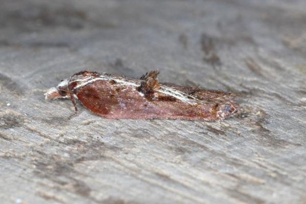 Acleris cristana, adult. Ouston, 04-05-2016. Copyright Verna Atkinson.
