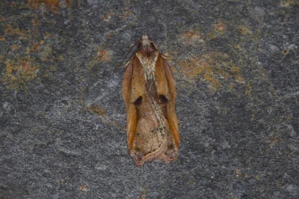 Acleris cristana, adult. Ouston, 13-02-2022. Copyright Verna Atkinson. Acleris cristana, adult. Ouston, 13-02-2022. Copyright Verna Atkinson.