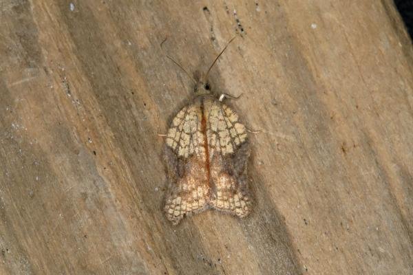 Acleris emargana, adult. Ouston, 02-09-2018. Copyright Verna Atkinson.