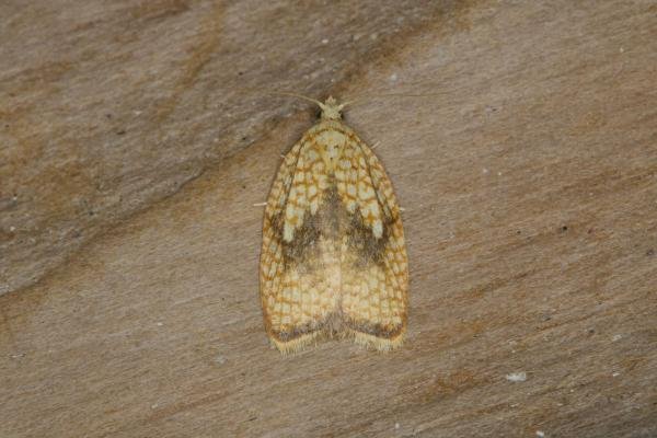 Acleris forsskaleana, adult. Ouston, 11-08-2021. Copyright Verna Atkinson. Acleris forsskaleana, adult. Ouston, 11-08-2021. Copyright Verna Atkinson.