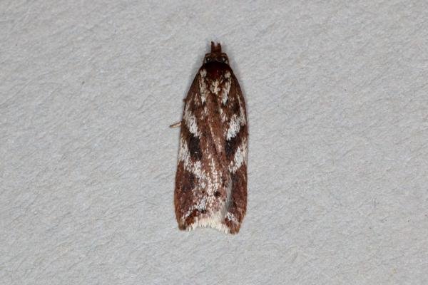 Acleris hyemana, adult. Ouston, 24-10-2019. Copyright Verna Atkinson.