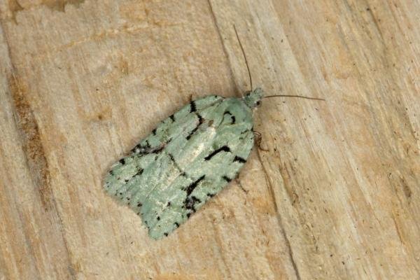 Acleris literana, adult. Ouston, 11-04-2020. Copyright Verna Atkinson. Acleris literana, adult. Ouston, 11-04-2020. Copyright Verna Atkinson.