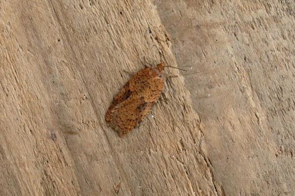 Acleris notana, adult. Ouston, 17-02-2019. Copyright Verna Atkinson. Acleris notana, adult. Ouston, 17-02-2019. Copyright Verna Atkinson.