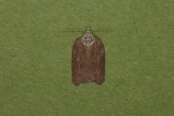 Acleris sparsana, adult. Ouston, 26-11-2022. Copyright Verna Atkinson. Acleris sparsana, adult. Ouston, 26-11-2022. Copyright Verna Atkinson.