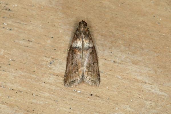 Acrobasis consociella, adult. Ouston, 23-07-2018. Copyright Verna Atkinson. Acrobasis consociella, adult. Ouston, 23-07-2018. Copyright Verna Atkinson.