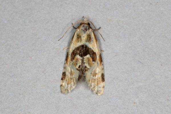 Aethes rubigana, adult. Ouston, 11-07-2019. Copyright Verna Atkinson. Aethes rubigana, adult. Ouston, 11-07-2019. Copyright Verna Atkinson.