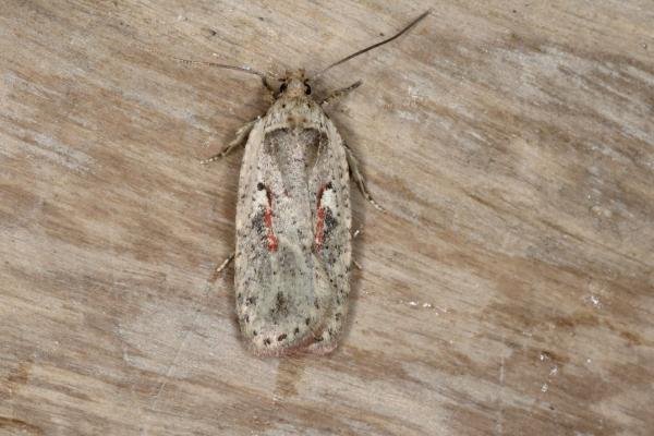 Agonopterix ocellana, adult. Ouston, 12-10-2015. Copyright Verna Atkinson. Agonopterix ocellana, adult. Ouston, 12-10-2015. Copyright Verna Atkinson.
