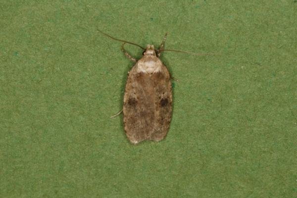Agonopterix propinquella, adult. Ouston, 19-05-2022. Copyright Verna Atkinson. Agonopterix propinquella, adult. Ouston, 19-05-2022. Copyright Verna Atkinson.