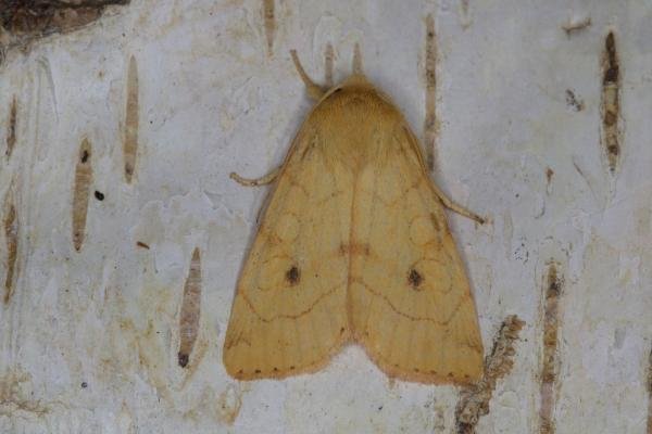 Angle-striped Sallow (Enargia paleacea), adult. Ouston, 24-08-2021. Copyright Verna Atkinson. Angle-striped Sallow (Enargia paleacea), adult. Ouston, 24-08-2021. Copyright Verna Atkinson.
