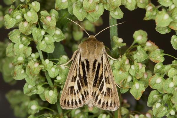 Antler Moth (Cerapteryx graminis), adult. Ouston, 03-08-2021. Copyright Verna Atkinson. Antler Moth (Cerapteryx graminis), adult. Ouston, 03-08-2021. Copyright Verna Atkinson.