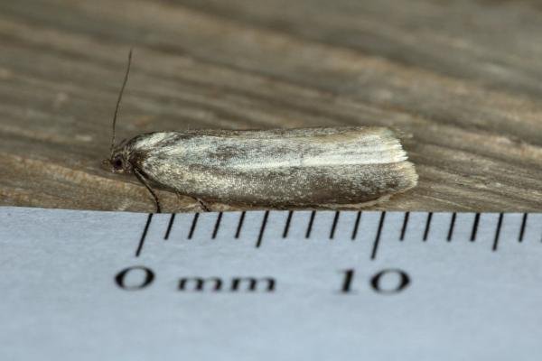 Zelotherses unitana, adult. Ouston, 25-05-2019. Copyright Verna Atkinson. Zelotherses unitana, adult. Ouston, 25-05-2019. Copyright Verna Atkinson.