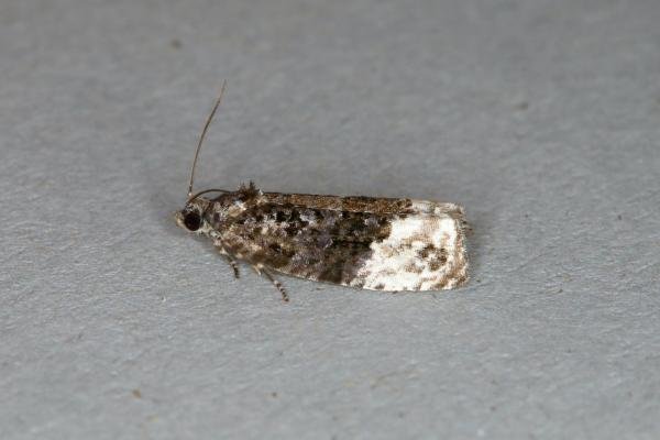Apotomis betuletana, adult. Ouston, 05-09-2018. Copyright Verna Atkinson.