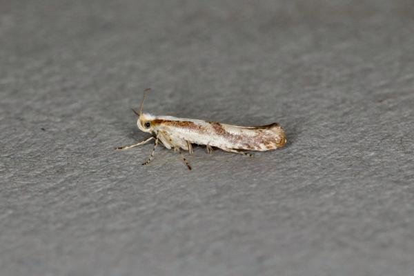 Argyresthia bonnetella, adult. Ouston, 15-07-2020. Copyright Verna Atkinson. Argyresthia bonnetella, adult. Ouston, 15-07-2020. Copyright Verna Atkinson.