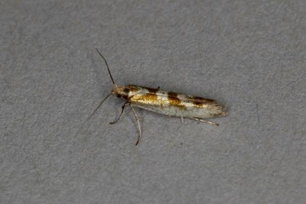 Argyresthia pygmaeella, adult. Ouston, 08-07-2020. Copyright Verna Atkinson. Argyresthia pygmaeella, adult. Ouston, 08-07-2020. Copyright Verna Atkinson.