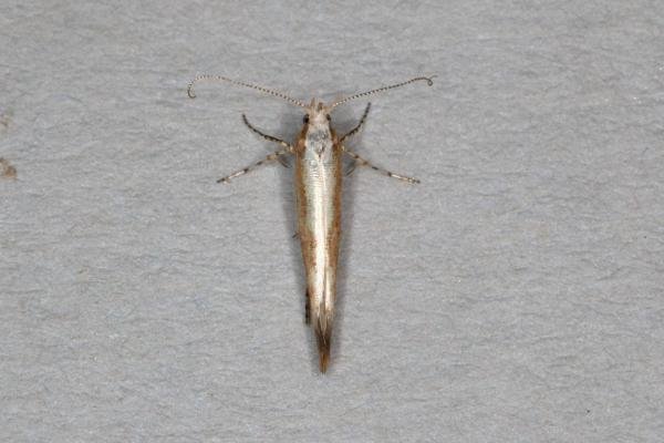 Argyresthia semitestacella, adult. Ouston, 12-09-2019. Copyright Verna Atkinson. Argyresthia semitestacella, adult. Ouston, 12-09-2019. Copyright Verna Atkinson.