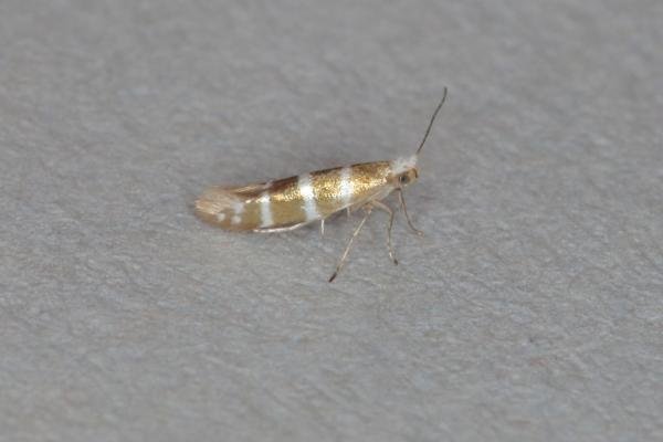 Argyresthia trifasciata, adult. Ouston, 31-05-2017. Copyright Verna Atkinson. Argyresthia trifasciata, adult. Ouston, 31-05-2017. Copyright Verna Atkinson.