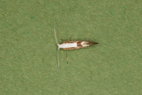 Cherry Fruit Moth (Argyresthia pruniella), adult. Castle Eden Dene, 12-07-2022. Copyright Verna Atkinson. Cherry Fruit Moth (Argyresthia pruniella), adult. Castle Eden Dene, 12-07-2022. Copyright Verna Atkinson.