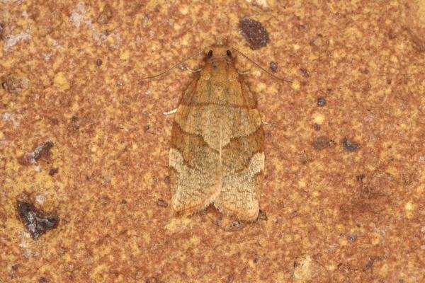 Barred Fruit-tree Tortrix (Pandemis cerasana), adult. Ouston, 25-06-2022. Copyright Verna Atkinson. Barred Fruit-tree Tortrix (Pandemis cerasana), adult. Ouston, 25-06-2022. Copyright Verna Atkinson.