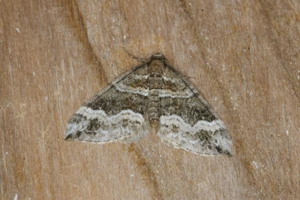 Barred Rivulet (Perizoma bifaciata), adult. Ouston, 11-08-2021. Copyright Verna Atkinson. Barred Rivulet (Perizoma bifaciata), adult. Ouston, 11-08-2021. Copyright Verna Atkinson.