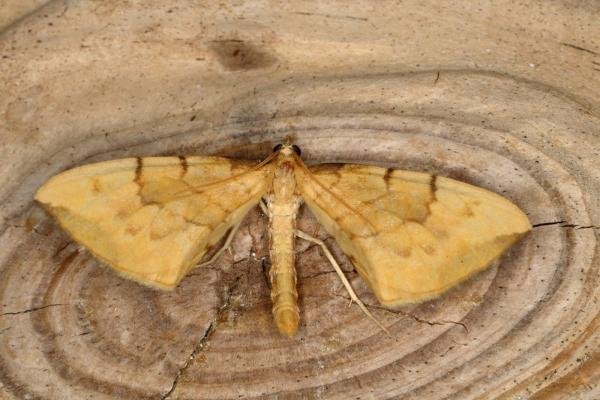 Barred Straw (Gandaritis pyraliata), adult. Ouston, 28-06-2019. Copyright Verna Atkinson. Barred Straw (Gandaritis pyraliata), adult. Ouston, 28-06-2019. Copyright Verna Atkinson.