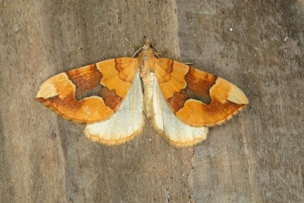 Barred Yellow (Cidaria fulvata), adult. Ouston, 02-07-2018. Copyright Verna Atkinson.