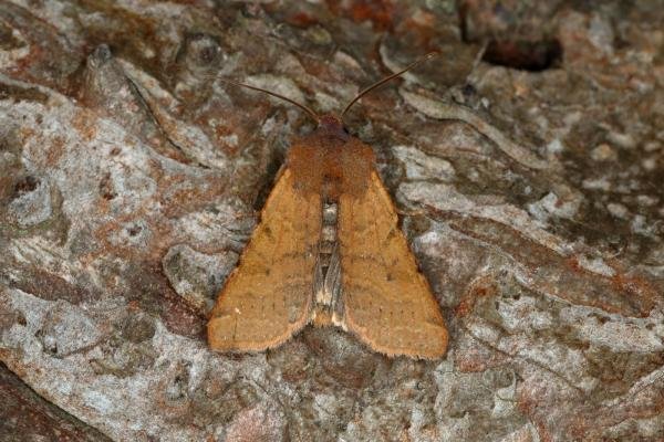 Beaded Chestnut (Agrochola lychnidis), adult. Ouston, 09-10-2019. Copyright Verna Atkinson.