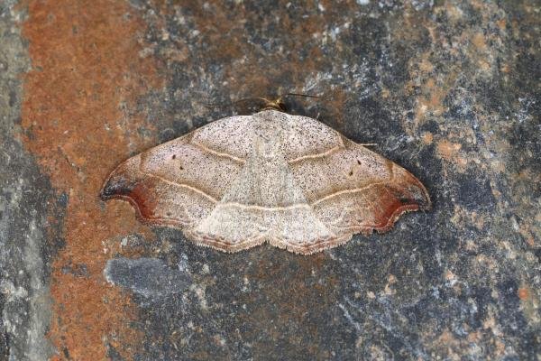 Beautiful Hook-tip (Laspeyria flexula), adult. Ouston, 27-06-2023. Copyright Verna Atkinson. Beautiful Hook-tip (Laspeyria flexula), adult. Ouston, 27-06-2023. Copyright Verna Atkinson.