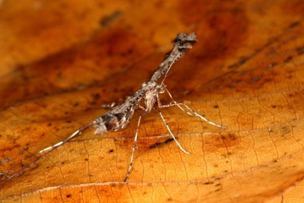 Beautiful Plume (Amblyptilia acanthadactyla), adult. Ouston, 19-10-2019. Copyright Verna Atkinson.