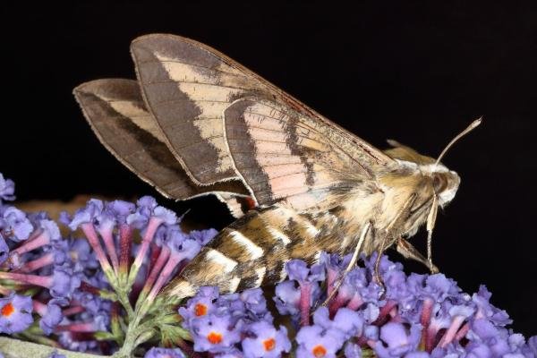 Bedstraw Hawk-moth (Hyles gallii), adult. Ouston, 04-08-2019. Copyright Verna Atkinson. Bedstraw Hawk-moth (Hyles gallii), adult. Ouston, 04-08-2019. Copyright Verna Atkinson.