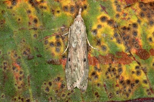 Bee Moth (Aphomia sociella), adult. Ouston, 01-05-2019. Copyright Verna Atkinson.