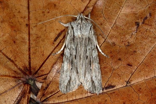Blair's Shoulder-knot (Lithophane leautieri), adult. Ouston, 22-09-2019. Copyright Verna Atkinson.