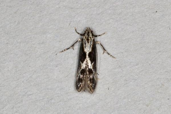 Blastodacna hellerella, adult. Ouston, 26-06-2020. Copyright Verna Atkinson.