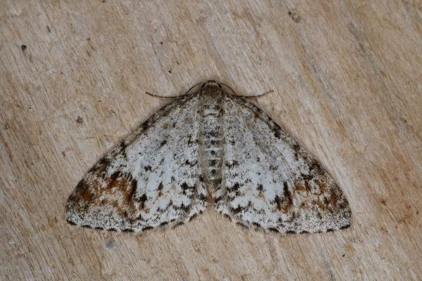 Blomer's Rivulet (Venusia blomeri), adult. Castle Eden Dene, 12-07-2022. Copyright Verna Atkinson. Blomer's Rivulet (Venusia blomeri), adult. Castle Eden Dene, 12-07-2022. Copyright Verna Atkinson.