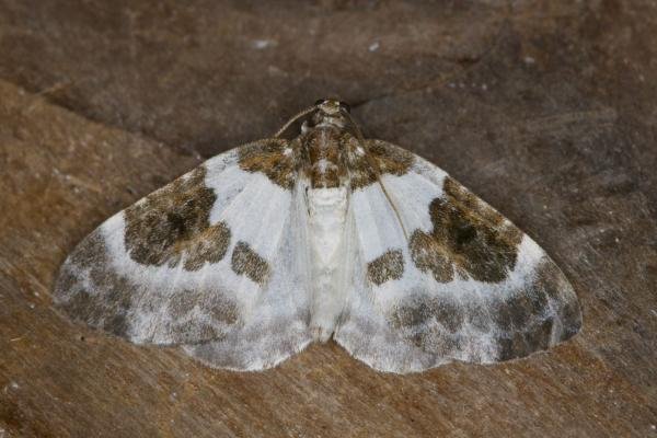Blue-bordered Carpet (Plemyria rubiginata), adult. Ouston, 23-07-2021. Copyright Verna Atkinson.