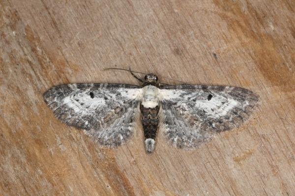 Bordered Pug (Eupithecia succenturiata), adult. Ouston, 23-07-2022. Copyright Verna Atkinson. Bordered Pug (Eupithecia succenturiata), adult. Ouston, 23-07-2022. Copyright Verna Atkinson.