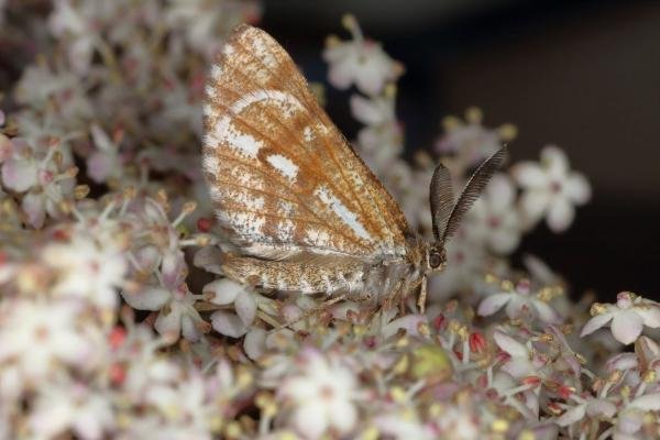 Bordered White (Bupalus piniaria), adult. Ouston, 15-06-2019. Copyright Verna Atkinson. Bordered White (Bupalus piniaria), adult. Ouston, 15-06-2019. Copyright Verna Atkinson.