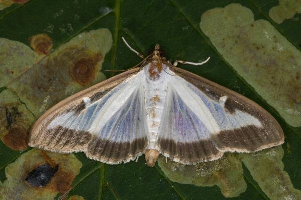 Box-tree Moth (Cydalima perspectalis), adult. Ouston, 23-07-2021. Copyright Verna Atkinson. Box-tree Moth (Cydalima perspectalis), adult. Ouston, 23-07-2021. Copyright Verna Atkinson.