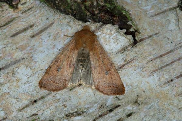 Brick (Sunira circellaris), adult. Ouston, 05-11-2018. Copyright Verna Atkinson.