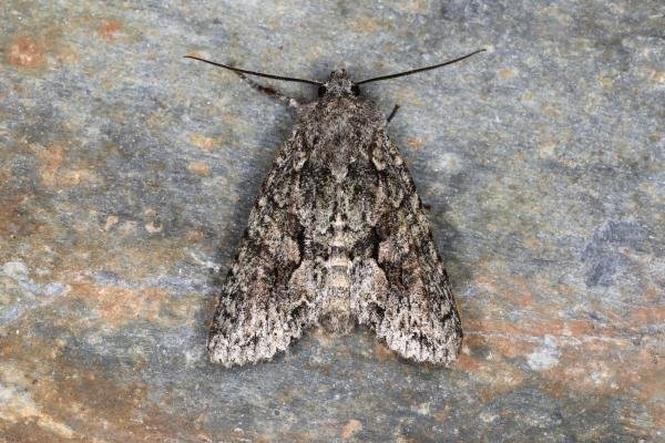 Brindled Green (Dryobotodes eremita), adult. Ouston, 17-09-2023. Copyright Verna Atkinson. Brindled Green (Dryobotodes eremita), adult. Ouston, 17-09-2023. Copyright Verna Atkinson.