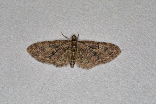 Brindled Pug (Eupithecia abbreviata), adult. Ouston, 21-04-2018. Copyright Verna Atkinson.