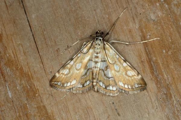 Brown China-mark (Elophila nymphaeata), adult. Ouston, 25-06-2020. Copyright Verna Atkinson. Brown China-mark (Elophila nymphaeata), adult. Ouston, 25-06-2020. Copyright Verna Atkinson.