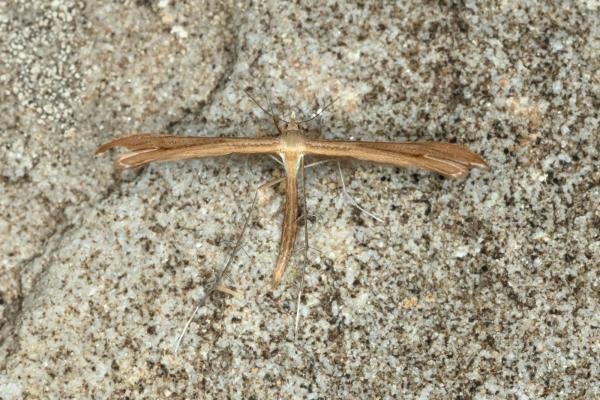 Brown Plume (Stenoptilia pterodactyla), adult. Fulwell Quarry, 10-07-2019. Copyright Verna Atkinson. Brown Plume (Stenoptilia pterodactyla), adult. Fulwell Quarry, 10-07-2019. Copyright Verna Atkinson.
