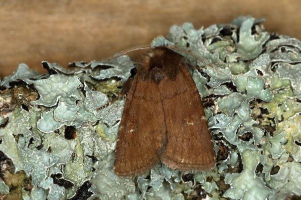 Brown Rustic (Rusina ferruginea), adult. Ouston, 31-05-2019. Copyright Verna Atkinson. Brown Rustic (Rusina ferruginea), adult. Ouston, 31-05-2019. Copyright Verna Atkinson.