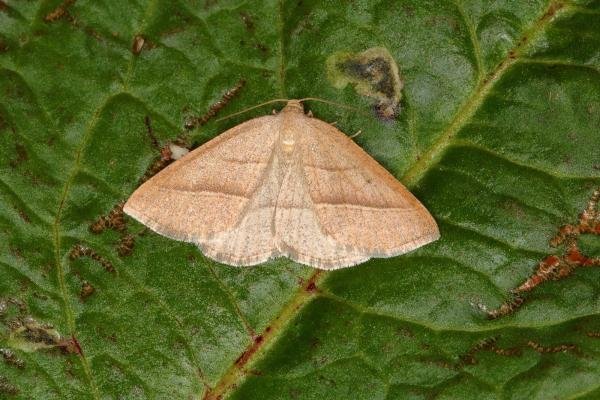 Brown Silver-line (Petrophora chlorosata), adult. Ouston, 15-05-2018. Copyright Verna Atkinson. Brown Silver-line (Petrophora chlorosata), adult. Ouston, 15-05-2018. Copyright Verna Atkinson.